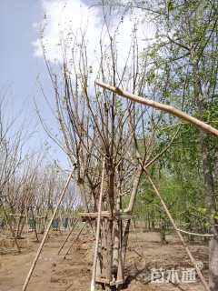 高度900厘米丛生五角枫