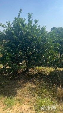 高度300厘米丛生胡柚