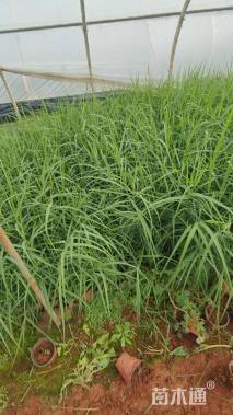 高度40厘米芦苇