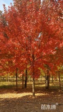 18公分美国红枫-红冠