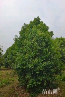 高度500厘米丛生大叶女贞