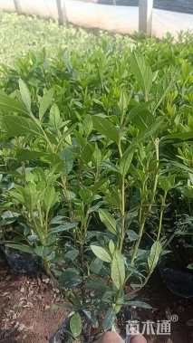 高度3540厘米毛鹃