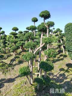 15公分造型赤楠