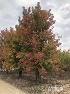 高度450厘米丛生美国红枫