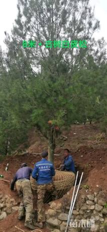 高度800厘米白皮松