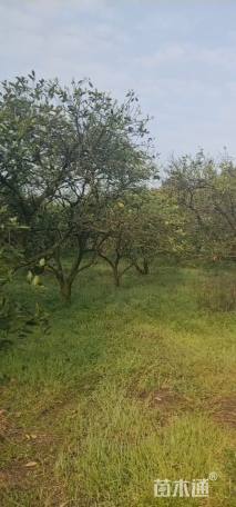 高度3.5厘米丛生胡柚