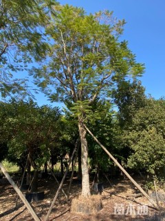 22公分凤凰木