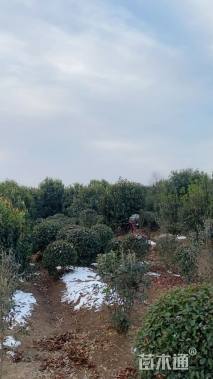 高度350厘米中华石楠