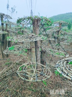 15公分造型对节白蜡