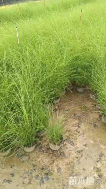 高度80厘米细叶芒