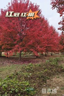 22公分美国红枫