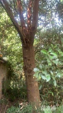 41.5公分香樟