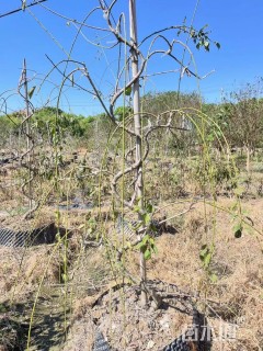 高度150厘米龙游梅