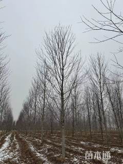 20公分美国红枫