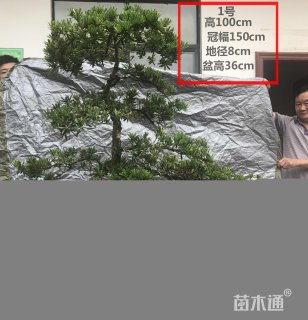 75公分台湾罗汉松