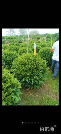 高度80厘米非洲茉莉