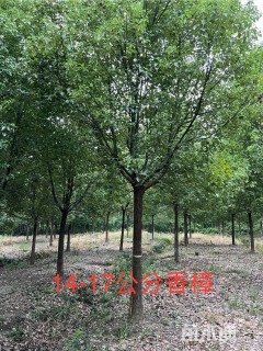 17公分香樟