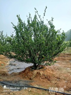 高度400厘米南丰蜜桔