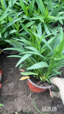 高度20厘米荷兰菊