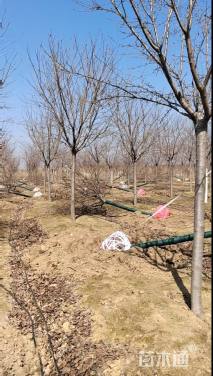 11公分高杆樱花