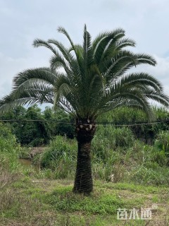 裸干高80厘米加拿利海枣