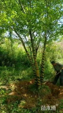 50公分(5杆)丛生乌桕