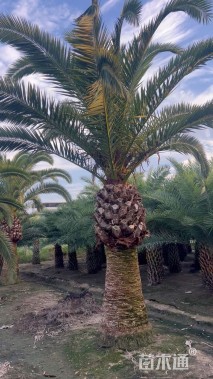 裸干高200厘米加拿利海枣