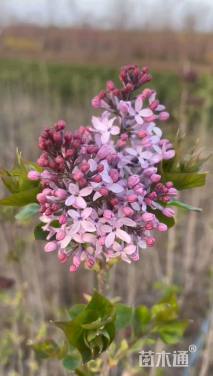 高度80厘米丛生紫丁香