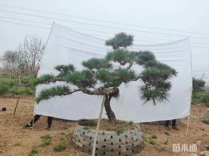 15公分造型油松