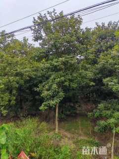 15公分黄花风铃木