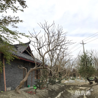 13公分造型紫薇