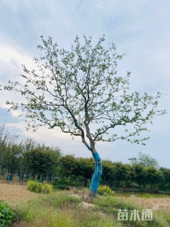 20公分造型乌桕