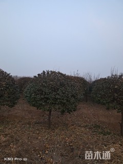 高度1500厘米卫矛球