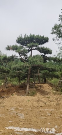 10公分造型油松