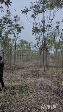 12公分黄山栾树