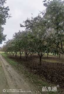 20公分北美海棠