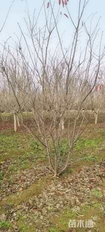 8公分染井吉野樱