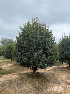 12公分红叶石楠