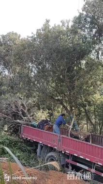 15公分高杆杨梅