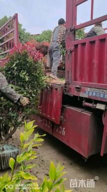 冠幅150厘米红叶石楠球