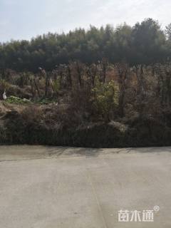 红花檵木古树桩