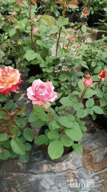 高度40厘米品种月季