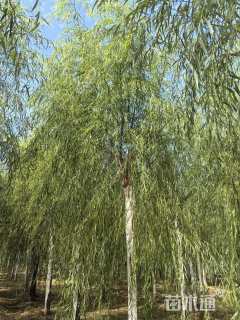 15公分嫁接垂柳