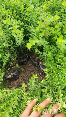 高度30厘米亮绿忍冬