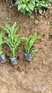 高度25厘米黄金菊