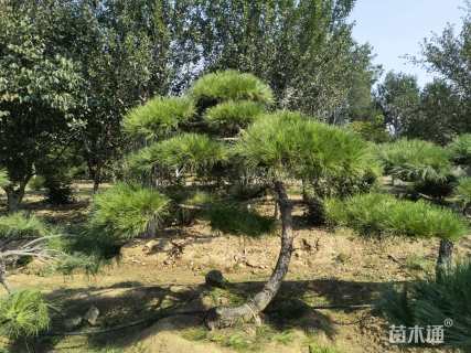 高度250厘米龙柏柱