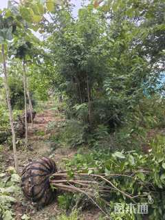 高度300厘米蜡梅