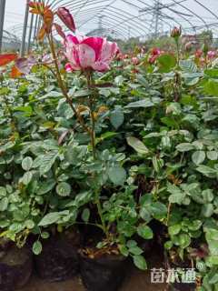 高度30厘米月季