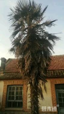 裸干高600厘米棕榈