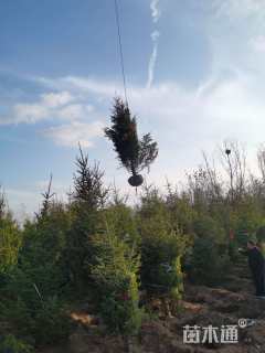 高度600厘米云杉